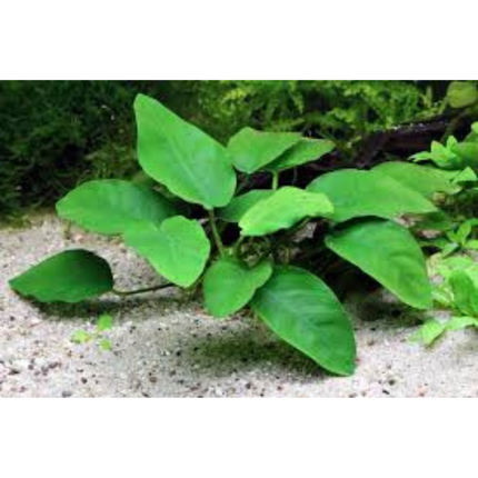 Waterplant Anubias Barteri Var. Nana Petite in-vitro