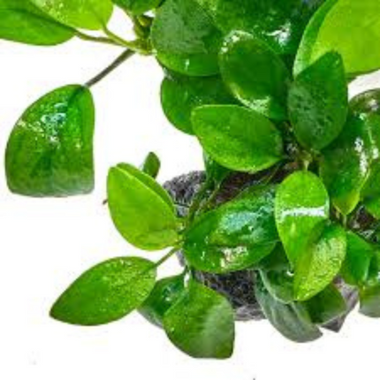 Waterplant Anubias Barteri Var. Nana Petite in-vitro