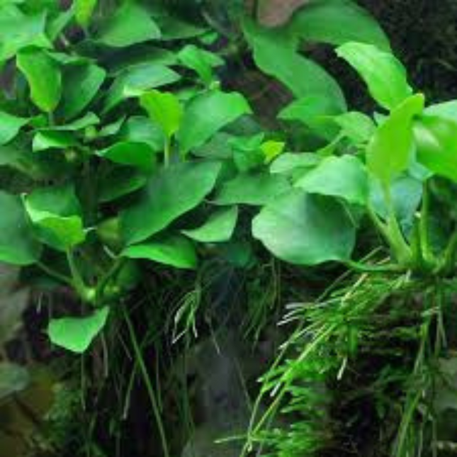 Waterplant Anubias Barteri Var. Nana Petite in-vitro