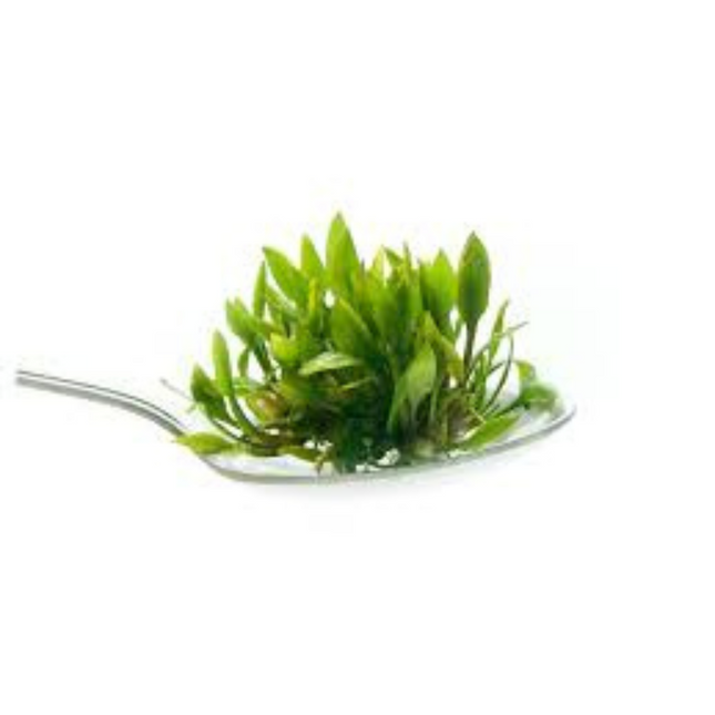 Waterplant Cryptocoryne Pygmaea in-vitro