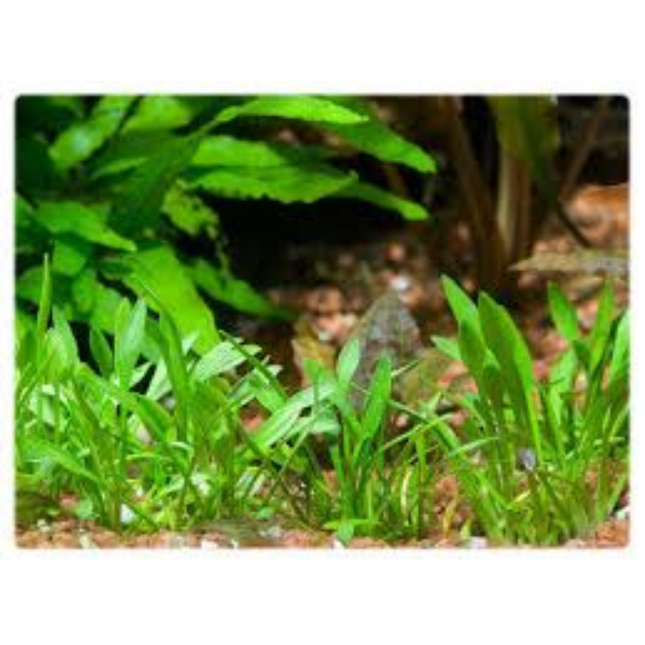 Waterplant Cryptocoryne Pygmaea in-vitro