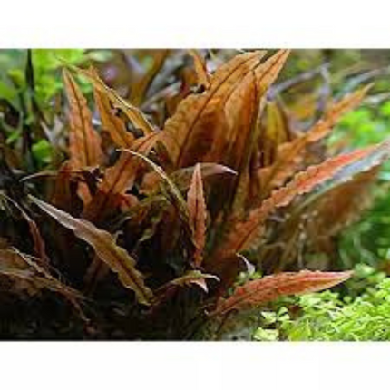 Waterplant Cryptocoryne Rubella in-vitro