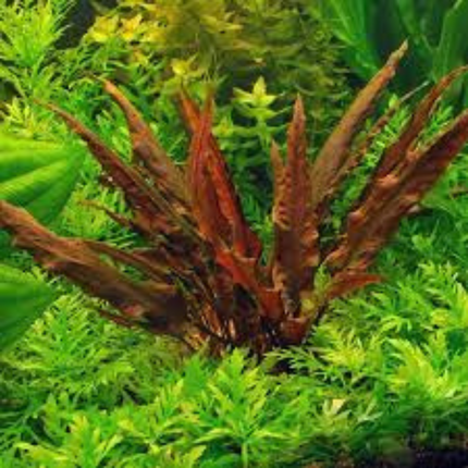 Waterplant Cryptocoryne Rubella in-vitro