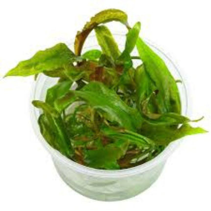 Waterplant Cryptocoryne Usteriana in-vitro