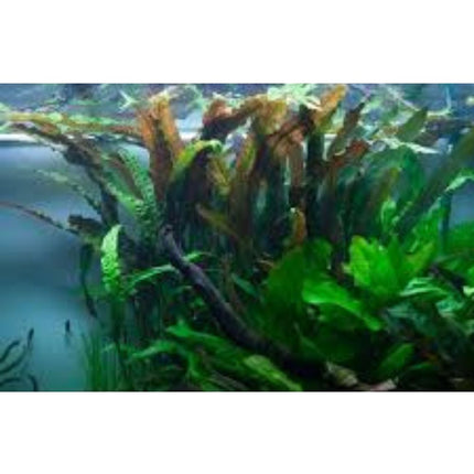 Waterplant Cryptocoryne Usteriana in-vitro