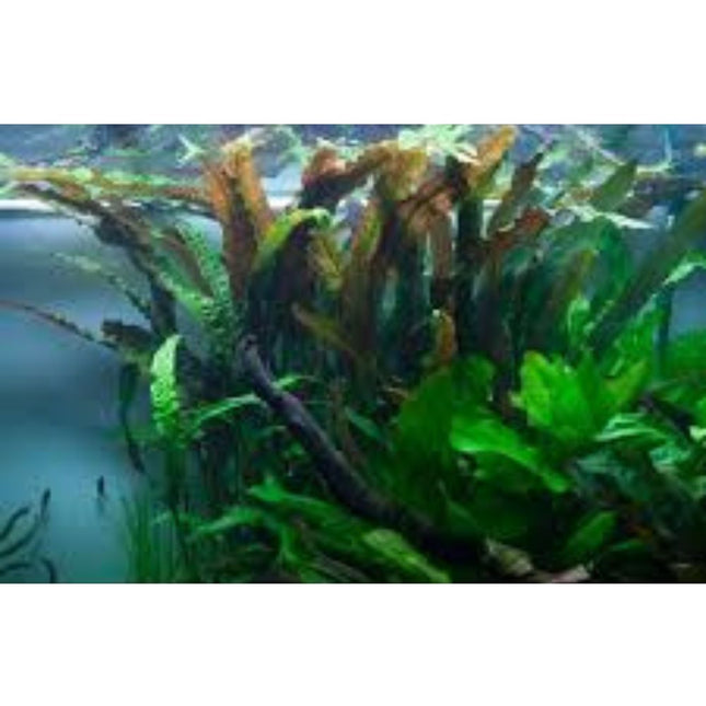 Waterplant Cryptocoryne Usteriana in-vitro