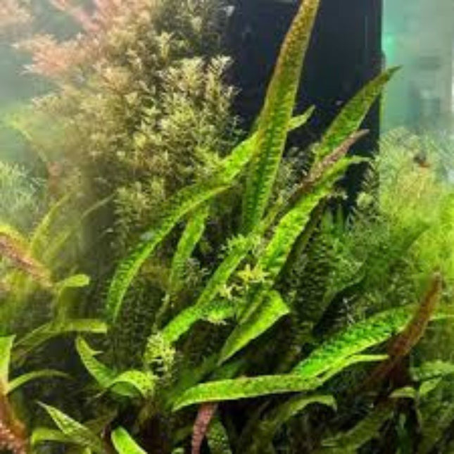 Waterplant Cryptocoryne Usteriana in-vitro
