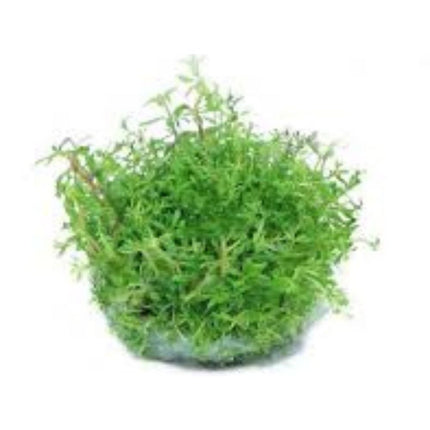 Waterplant Limnophila Sp. Vietnam in-vitro