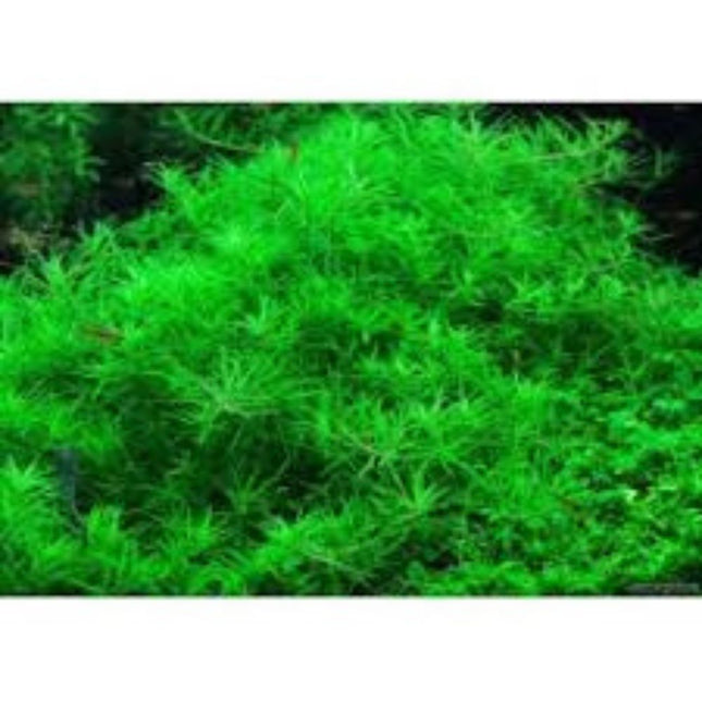 Waterplant Limnophila Sp. Vietnam in-vitro