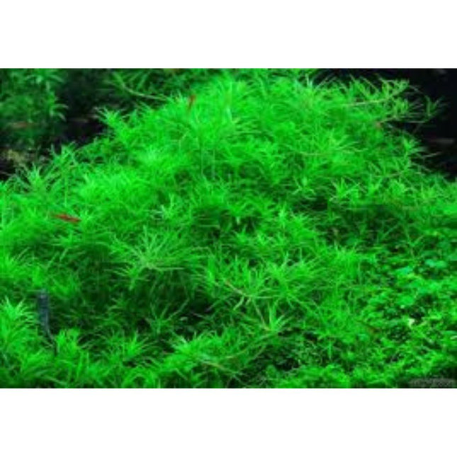 Waterplant Limnophila Sp. Vietnam in-vitro