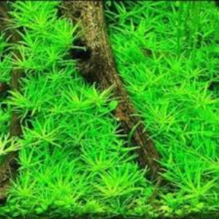 Waterplant Limnophila Sp. Vietnam in-vitro