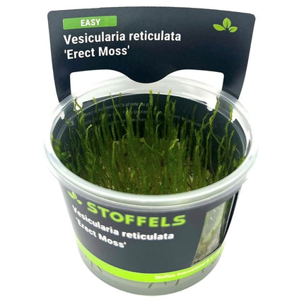 AnimalstoreXL Waterplant Vesicularia reticulata Erect Moss in-vitro