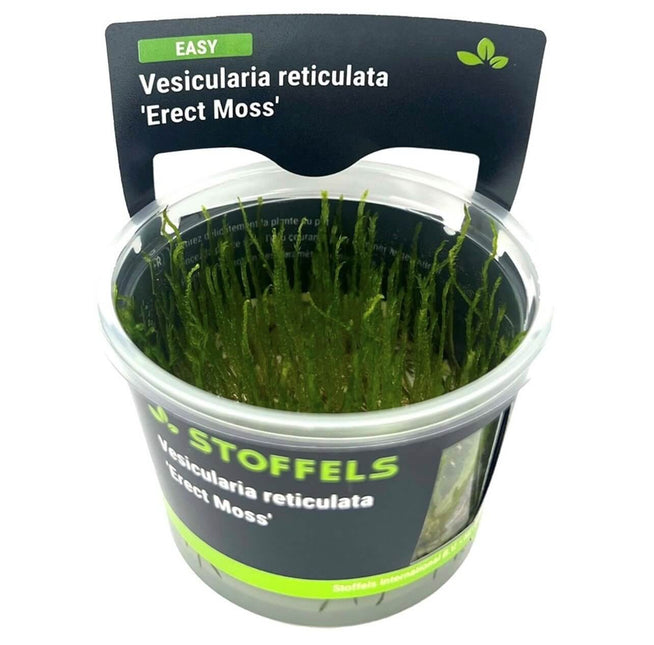 AnimalstoreXL Waterplant Vesicularia reticulata Erect Moss in-vitro