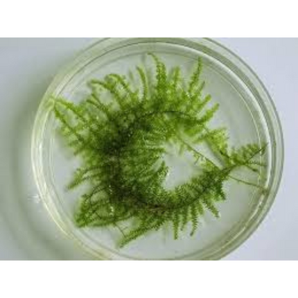 Waterplant Vesicularia reticulata Erect Moss in-vitro