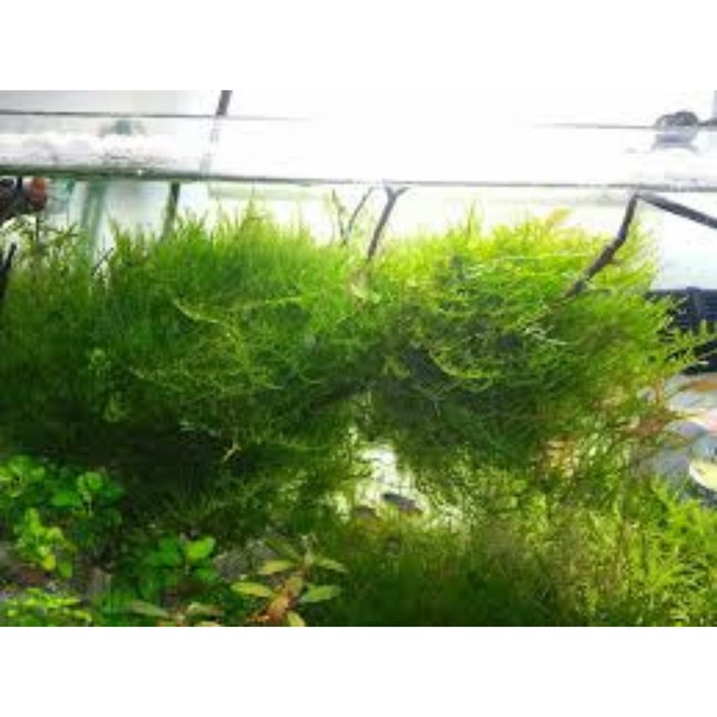 Waterplant Vesicularia reticulata Erect Moss in-vitro