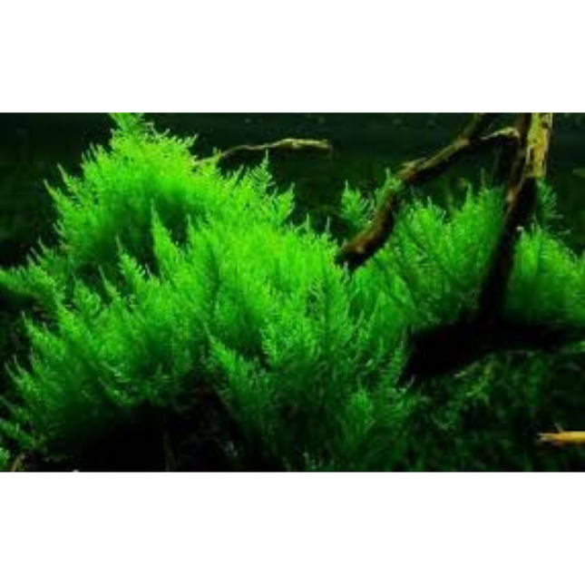 Waterplant Vesicularia reticulata Erect Moss in-vitro