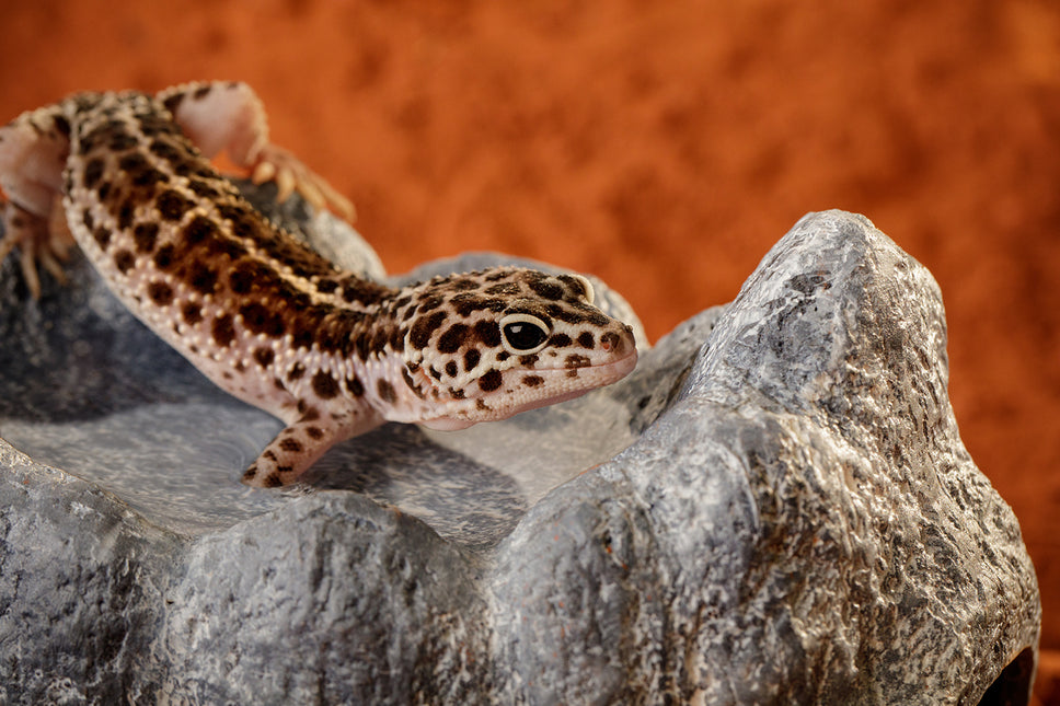 AnimalstoreXL Wet Rock - Keramische Grot Groot