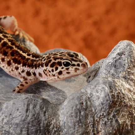 AnimalstoreXL Wet Rock - Keramische Grot Middel