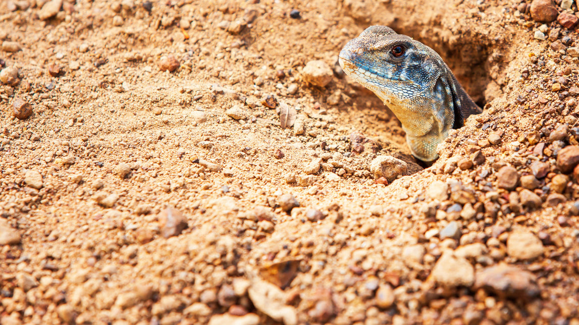 AnimalstoreXL Woestijnzand Rood 4,5kg Terrarium Substraat
