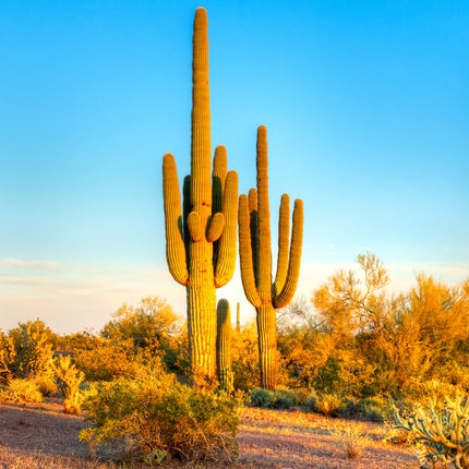 AnimalstoreXL Woestijnzand Zwart 4,5kg Terrarium Substraat