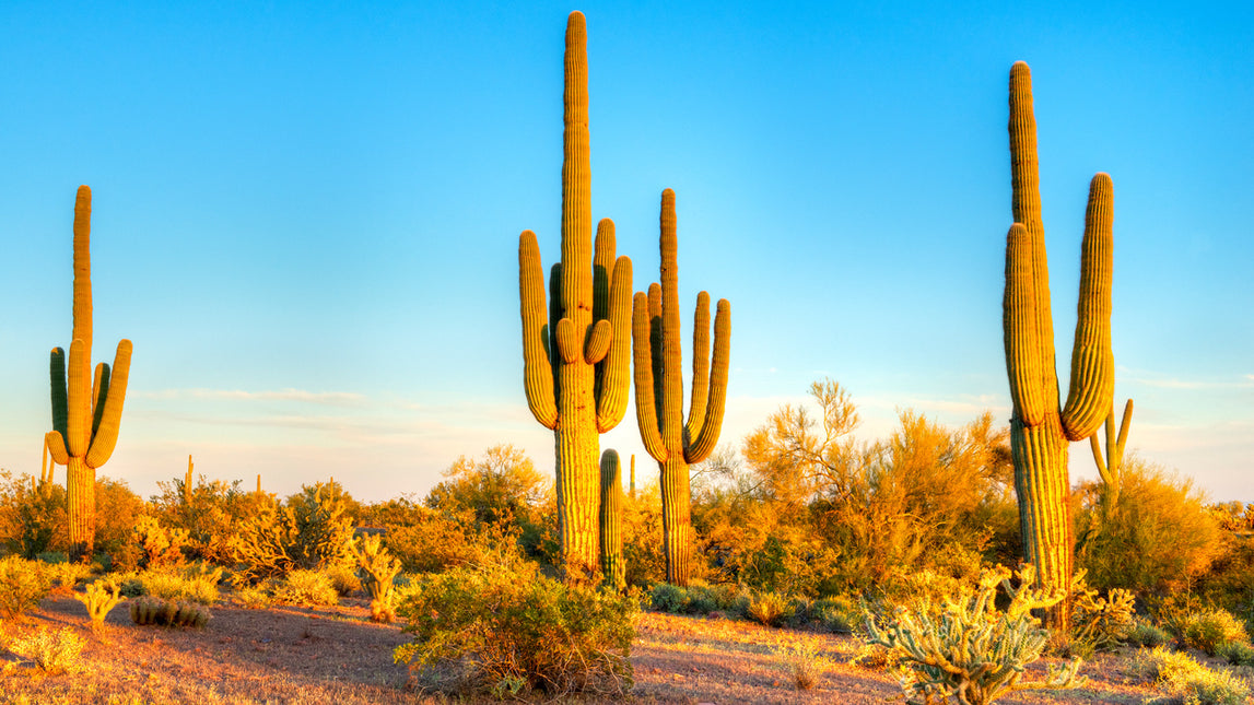 AnimalstoreXL Woestijnzand Zwart 4,5kg Terrarium Substraat