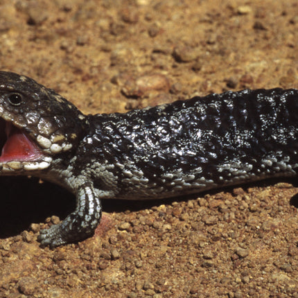 AnimalstoreXL Woestijnzand Zwart 4,5kg Terrarium Substraat