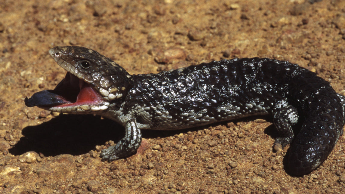 AnimalstoreXL Woestijnzand Zwart 4,5kg Terrarium Substraat