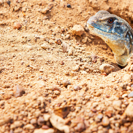 AnimalstoreXL Woestijnzand Zwart 4,5kg Terrarium Substraat