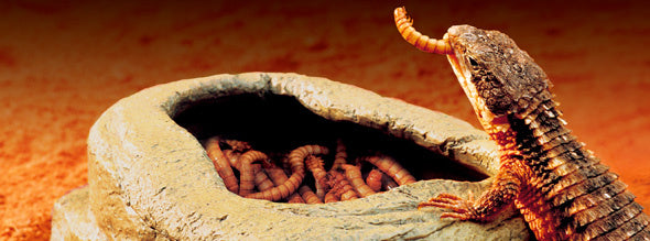 AnimalstoreXL Wormenvoerbak