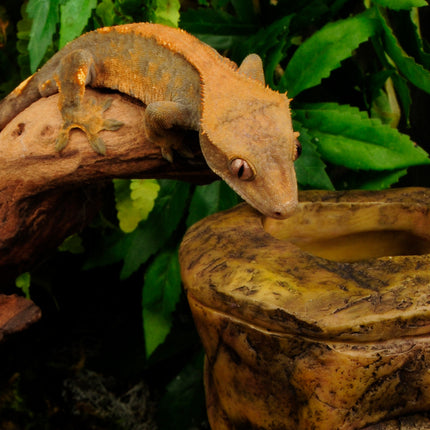 AnimalstoreXL Wormenvoerbak