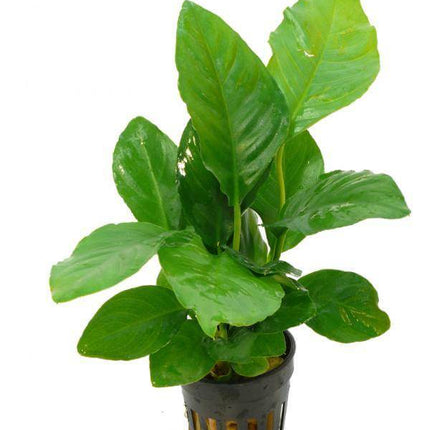 AnimalstoreXL Waterplant Anubias Heterophylla