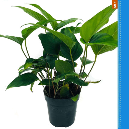 AnimalstoreXL Waterplant Anubias Hastifolia - Extra Groot