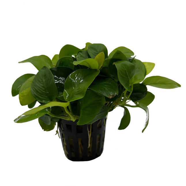 AnimalstoreXL Waterplant Anubias barteri var. nana Golden 5 cm in pot