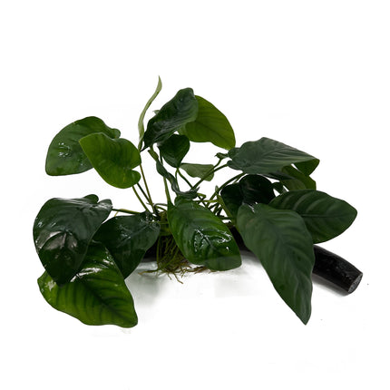 AnimalstoreXL Anubias Barteri Nana op hout met zuignap