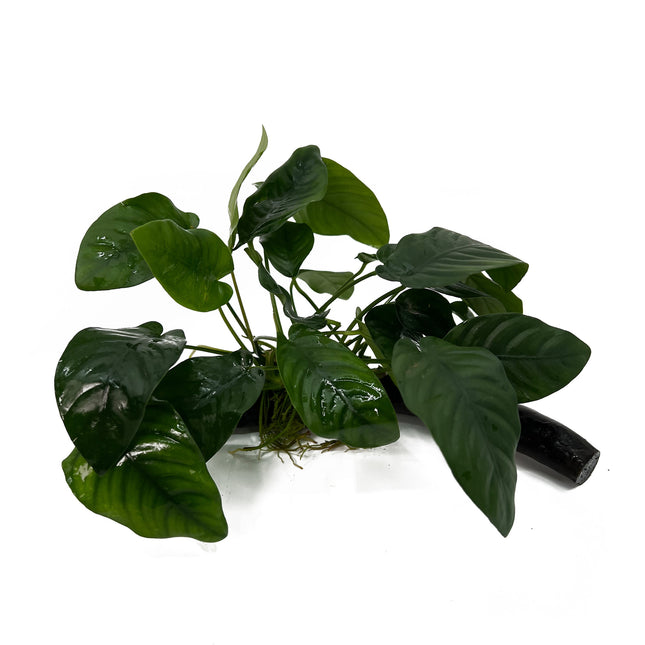 AnimalstoreXL Anubias Barteri Nana op hout met zuignap