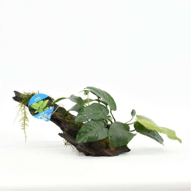 AnimalstoreXL Waterplant Anubias Driftwood small