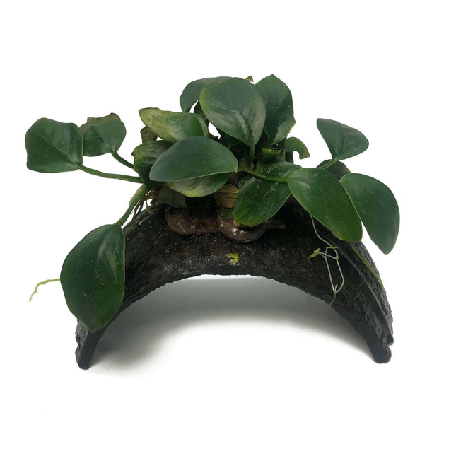 AnimalstoreXL Waterplant Armband Kokosnoot Met Anubias