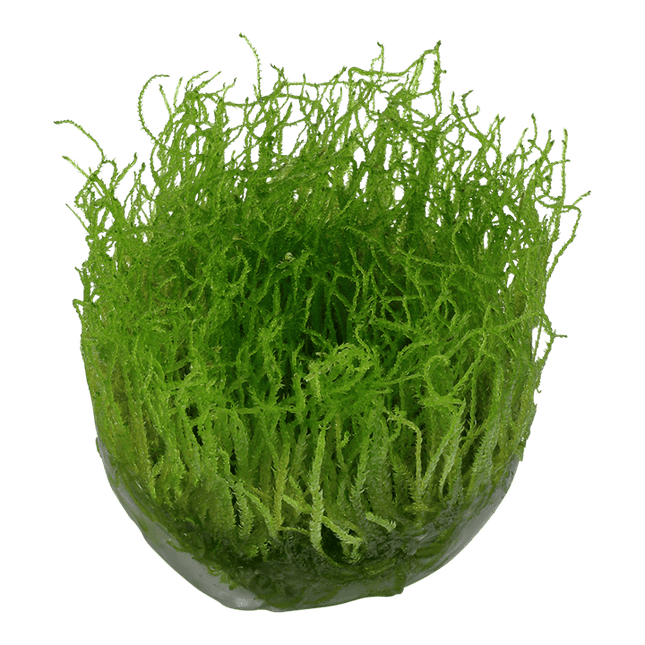 AnimalstoreXL Waterplant Taxiphyllum Barbieri Bogor Moss