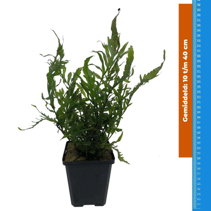 AnimalstoreXL Waterplant Bolbitus Heudelotti - Extra Groot