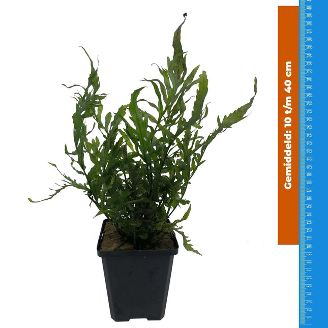 AnimalstoreXL Waterplant Bolbitus Heudelotti - Extra Groot