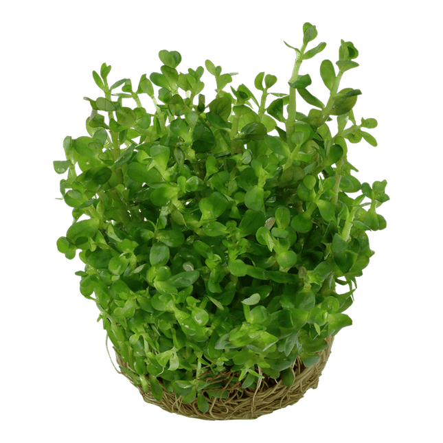 AnimalstoreXL Waterplant Rotala Indica Bonsai
