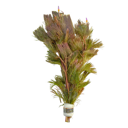 AnimalstoreXL Cabomba Furcata Piauhyensis