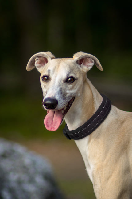 AnimalstoreXL Hurtta Collar Casual Raven 45-55cm