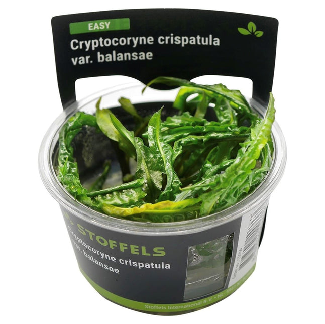 AnimalstoreXL Cryptocoryne crispatula in-vitro