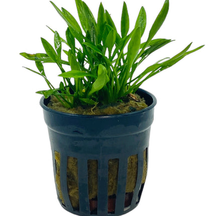 AnimalstoreXL Cryptocoryne Parva 5 cm in pot