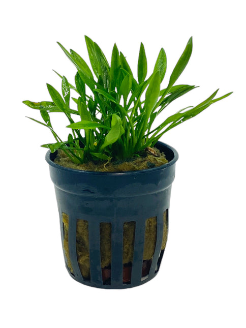 AnimalstoreXL Cryptocoryne Parva 5 cm in pot