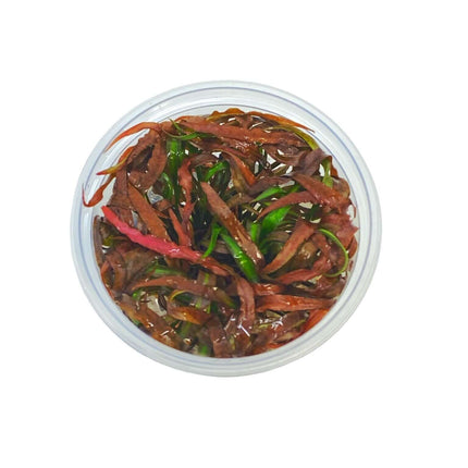 AnimalstoreXL Waterplant Cryptocoryne Spiralis Tiger in-vitro