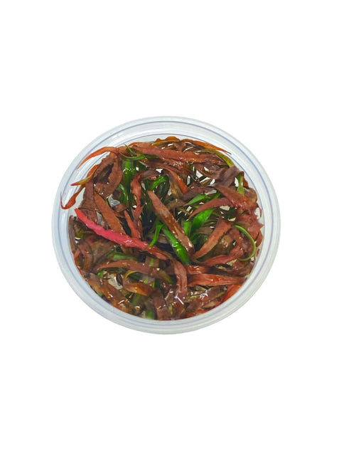 AnimalstoreXL Waterplant Cryptocoryne Spiralis Tiger in-vitro