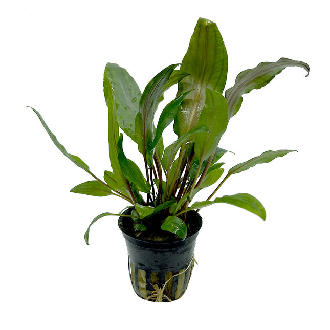 AnimalstoreXL Cryptocoryne Undulata 5 cm in pot