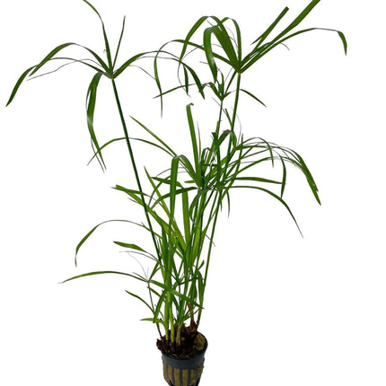 AnimalstoreXL Waterplant Cyperus Alternifolius